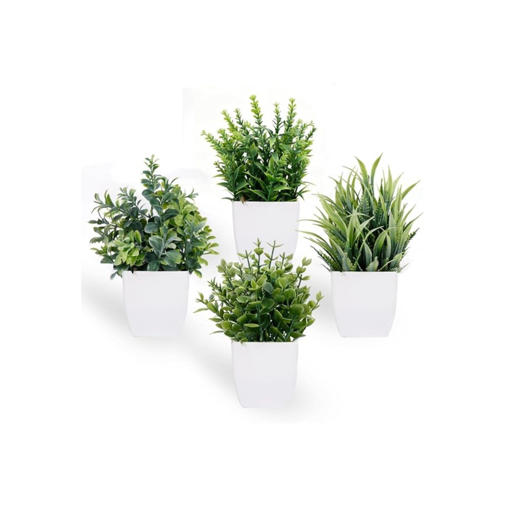 Plantas mini blanca