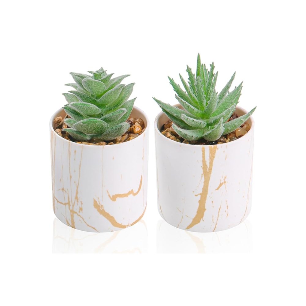 Plantas mini cactus