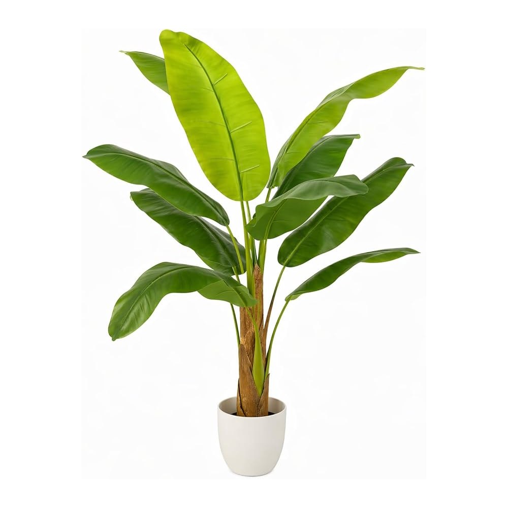 Planta platanera grande