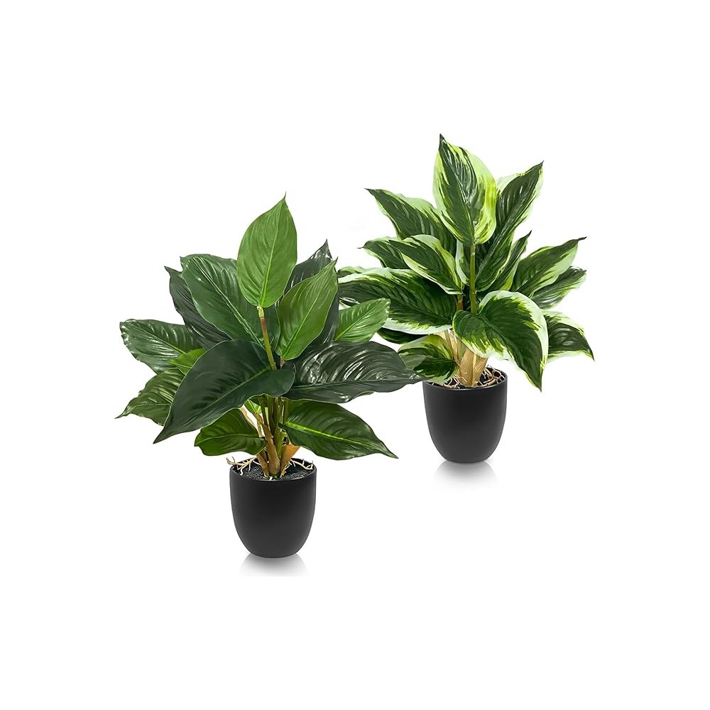 Plantas medianas